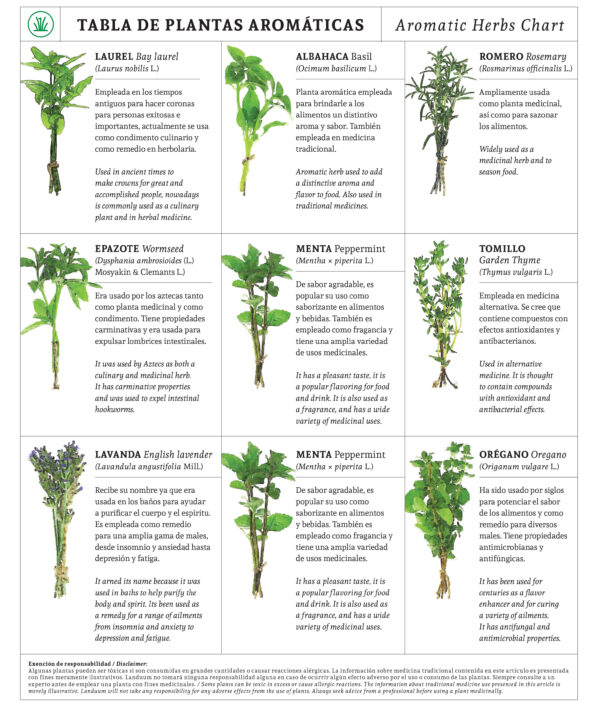 Aromatic herbs at home Revista Landuum
