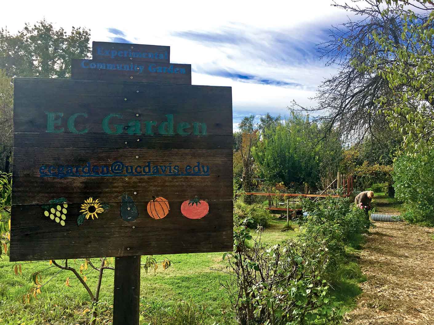 Macondo en California:  historia de un jardín  comunitario experimental