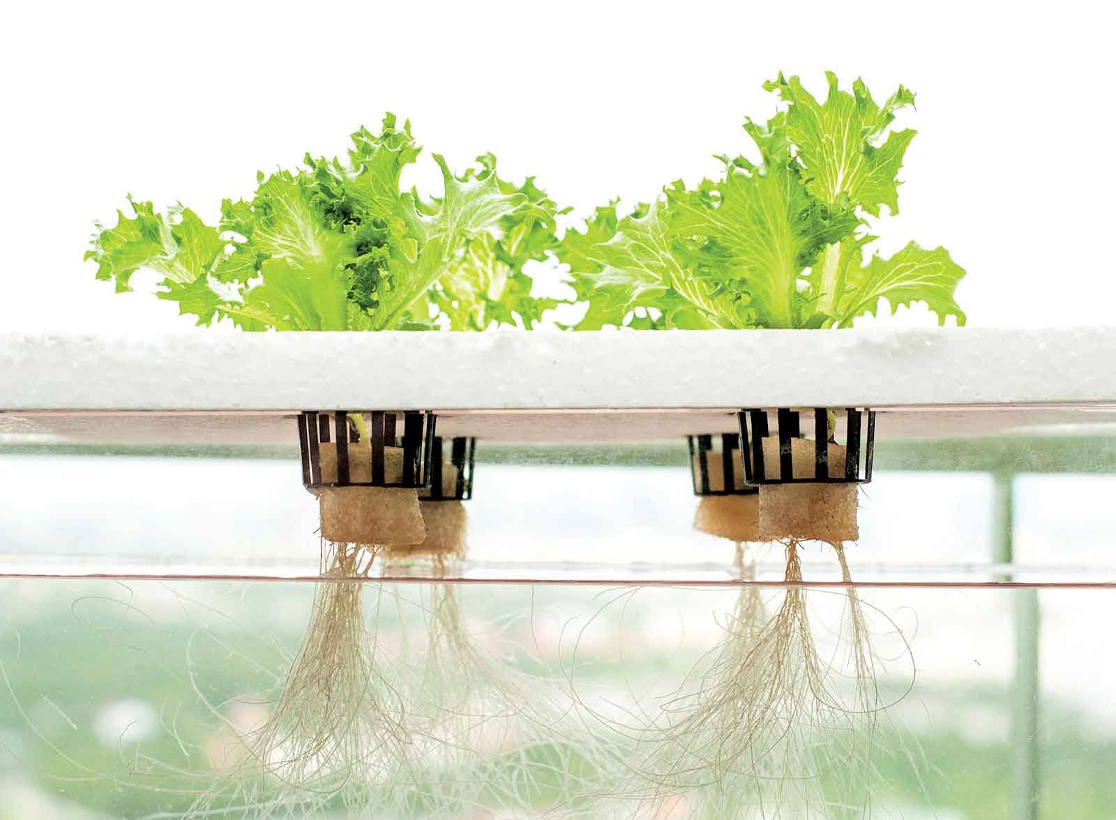 Hydroponics: The Art of Growing Plants Without Soil