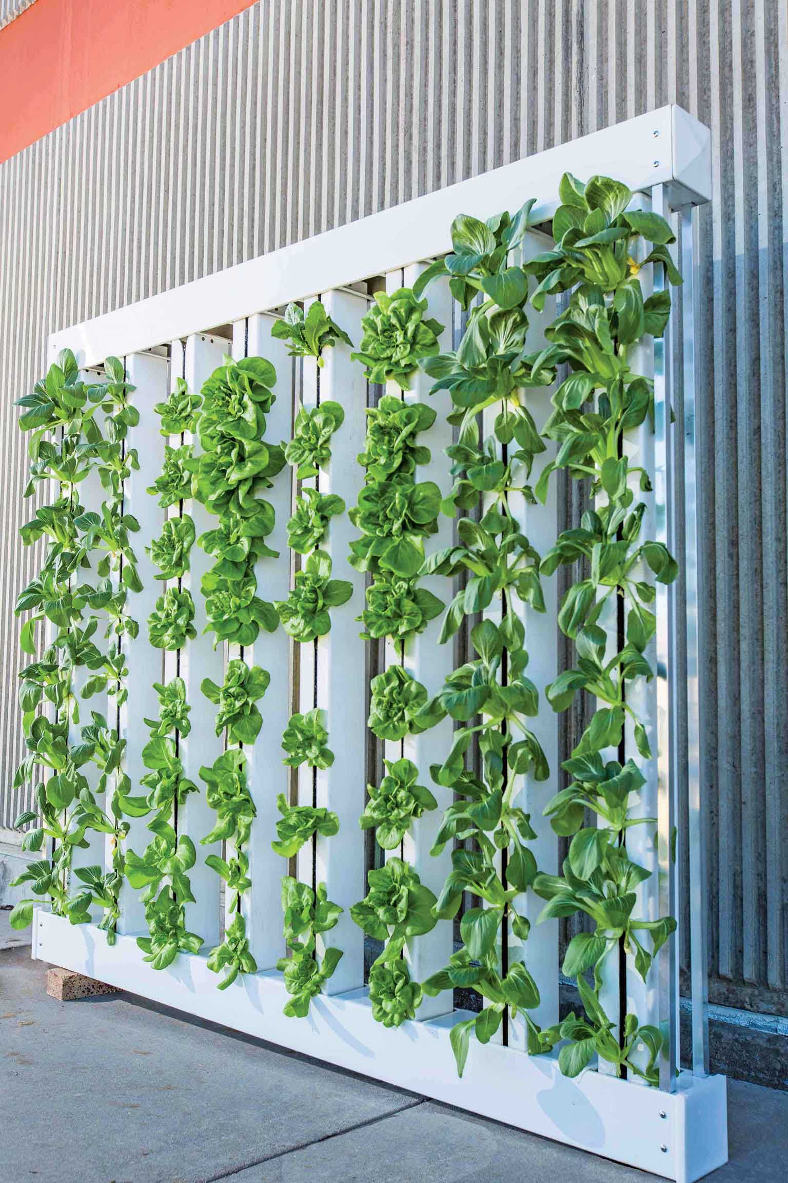 10+ Hydroponic Wall Garden Hidroponía: El Arte de Cultivar Plantas sin Tierra - Revista Landuum