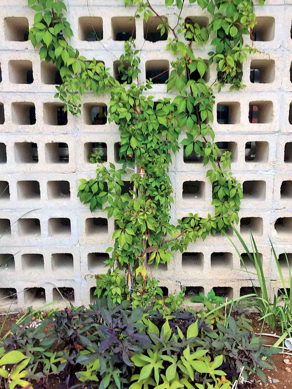 Celosías en el jardín – Revista Landuum