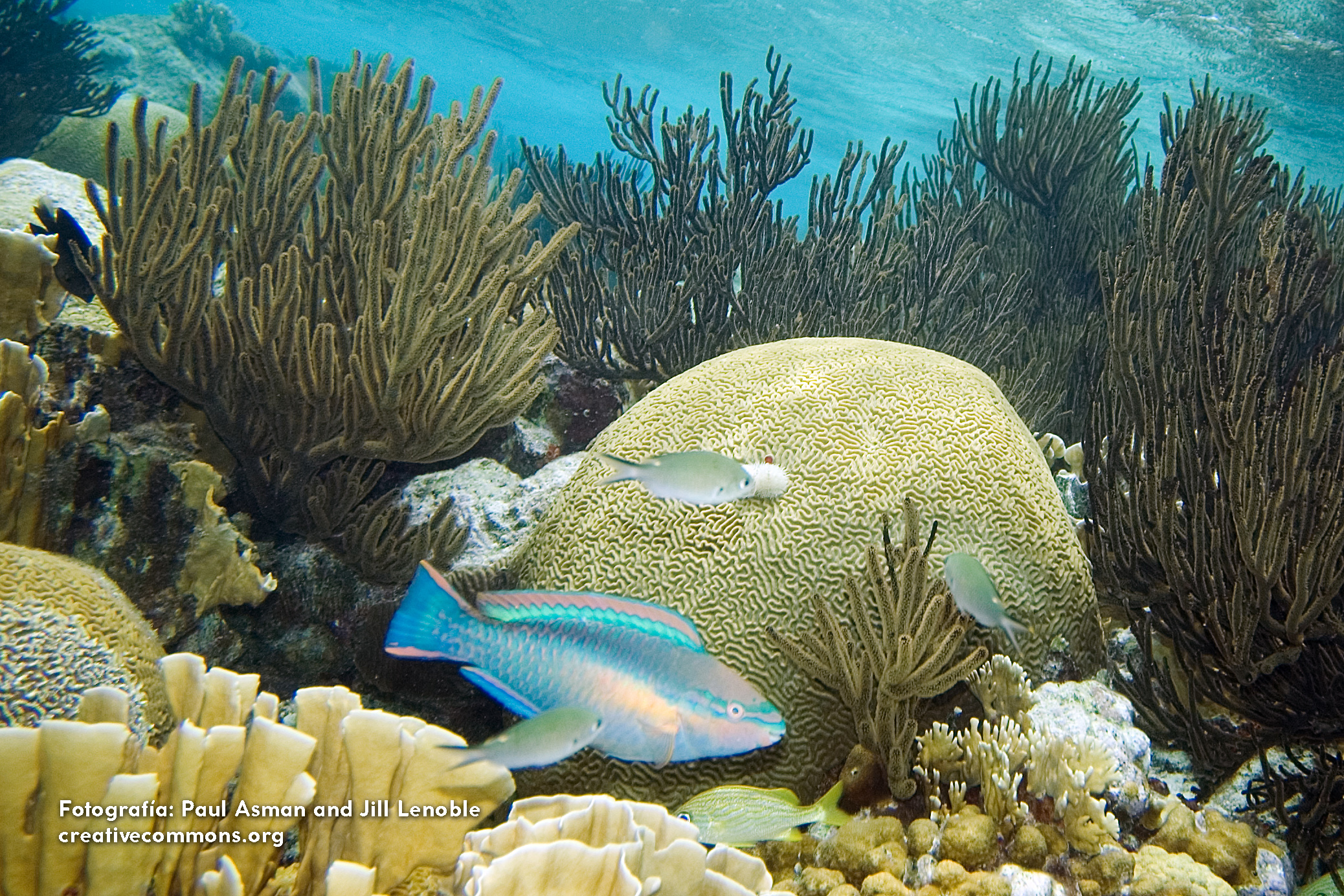 Peces que Cuidan la Salud del Arrecife