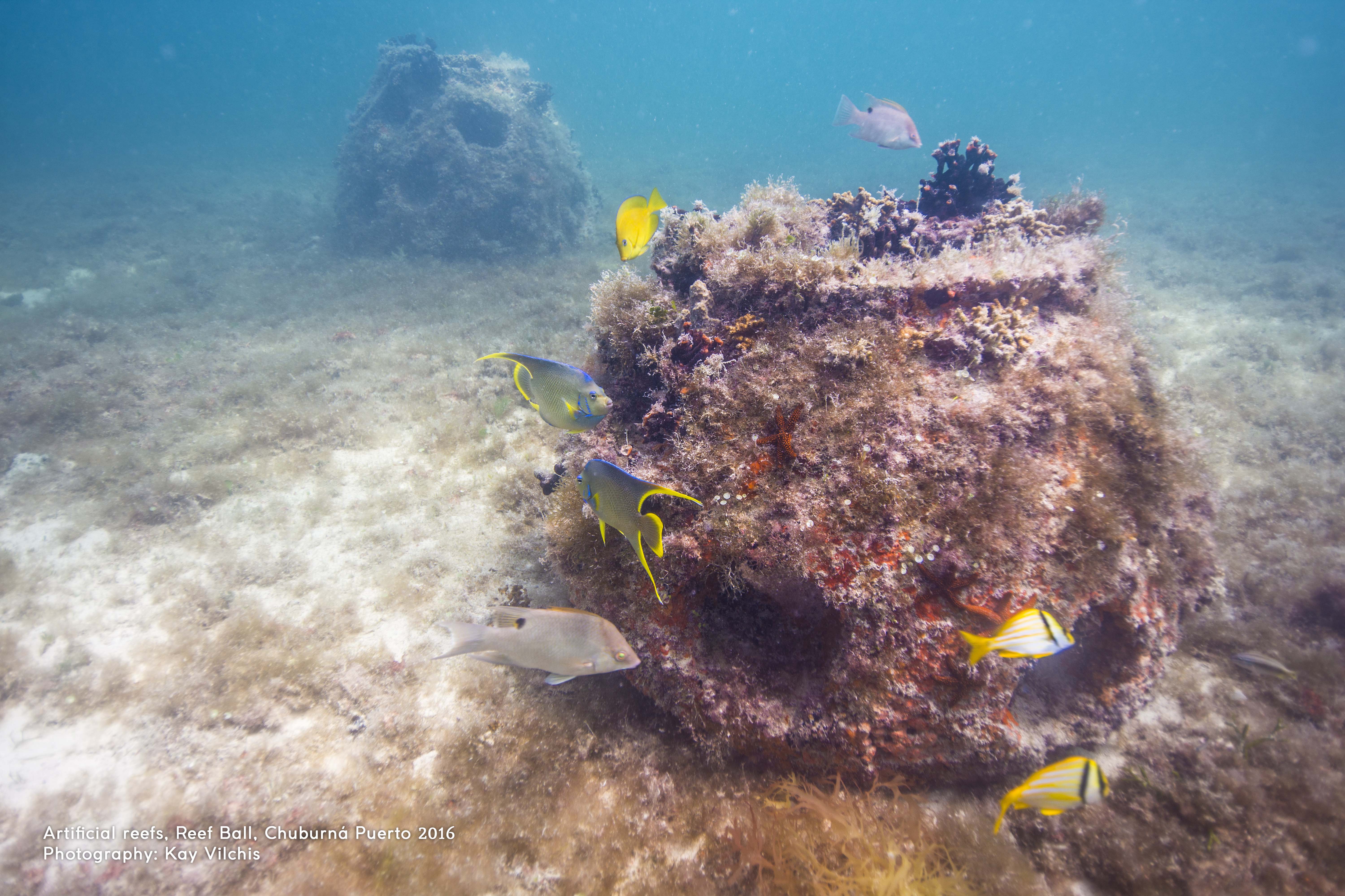 Creating an ecosystem with artificial reefs