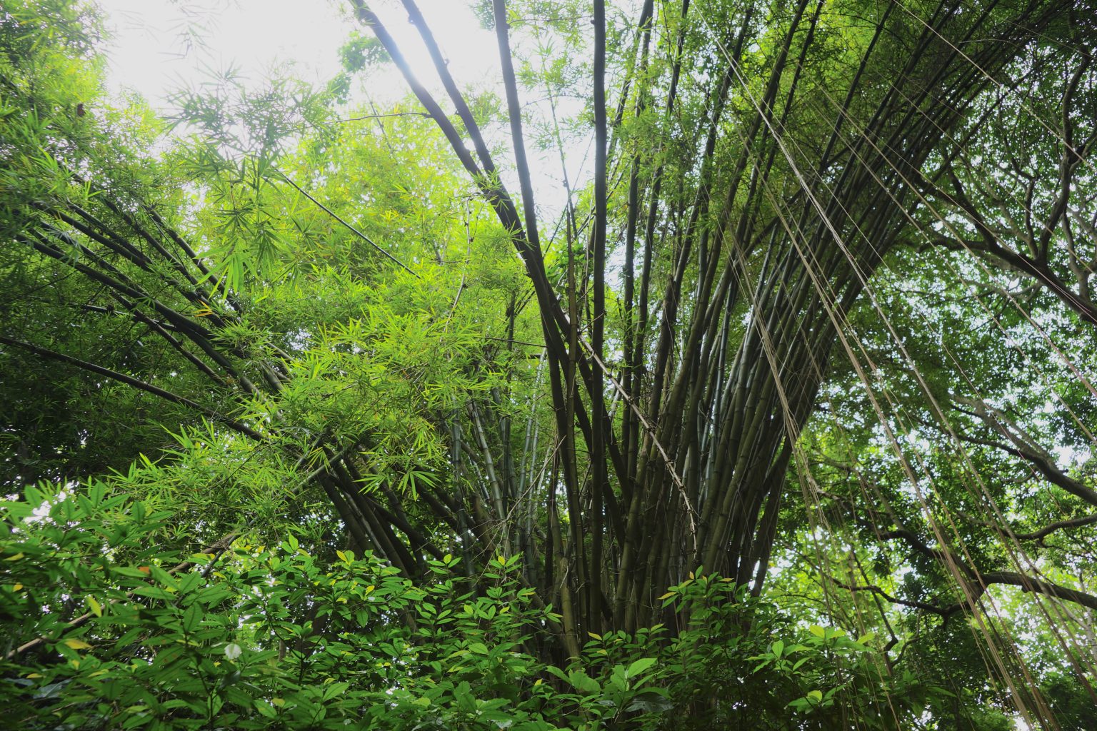 El Bambú y sus Propiedades Revista Landuum