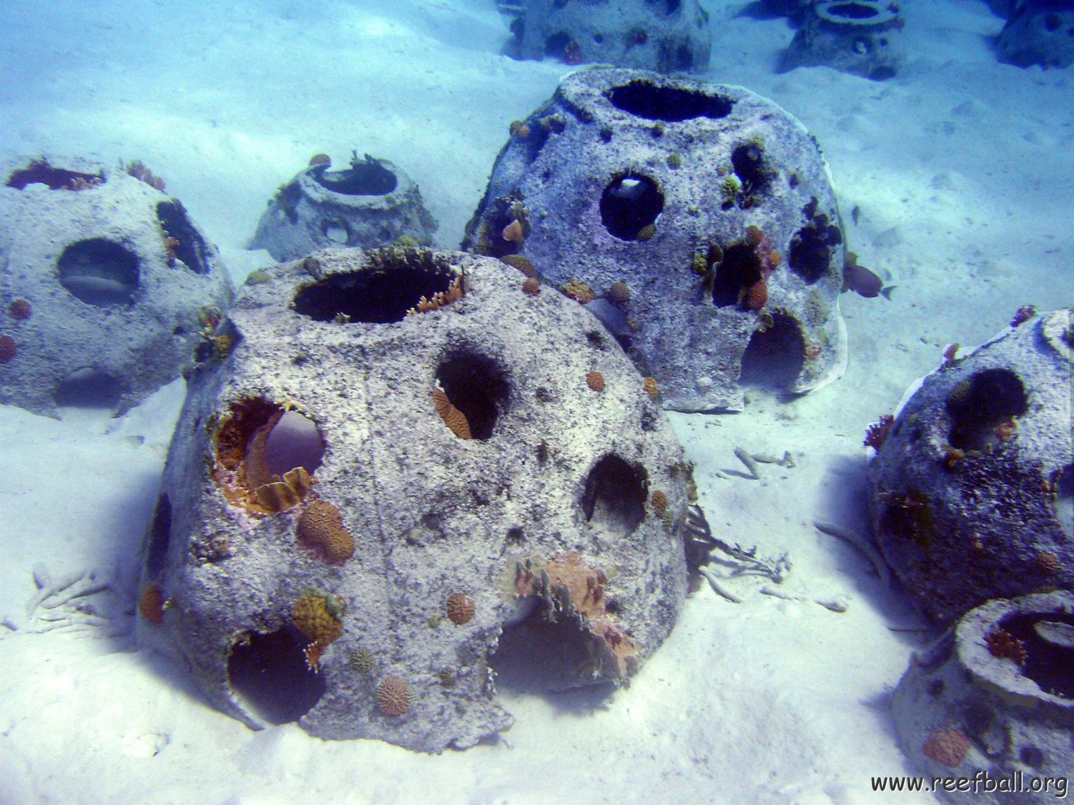 Creating an ecosystem with artificial reefs Revista Landuum