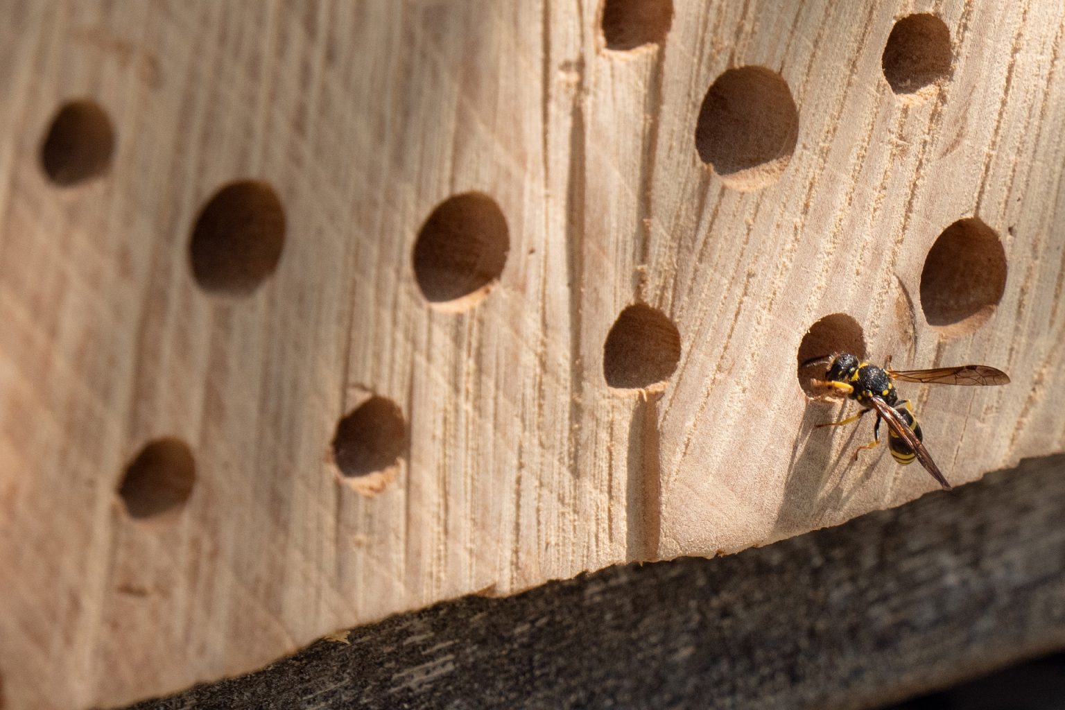 Roteles Insect HOTELES PARA INSECTOS - Revista Landuum