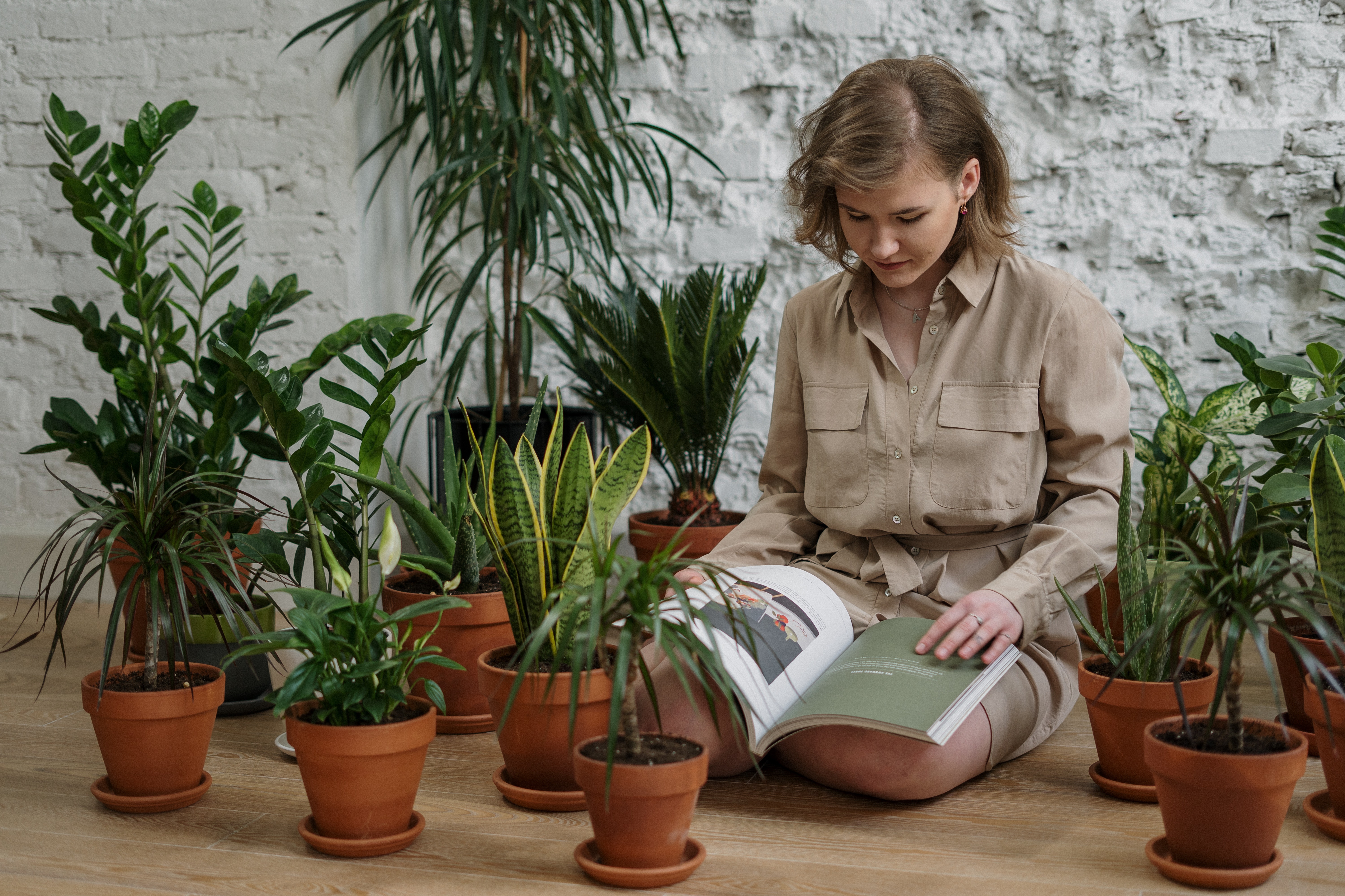 Indoor plant species that makes you feel like you are outdoors