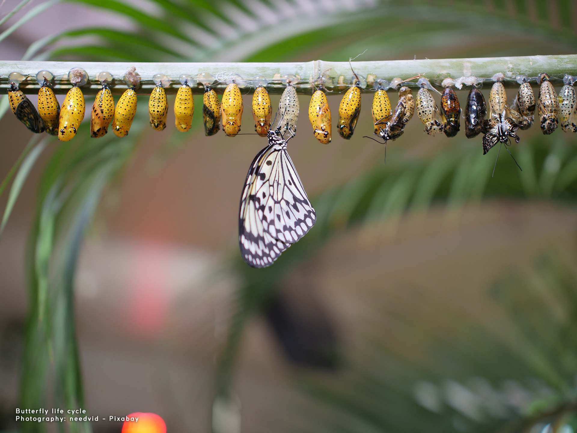 Butterflies, metamorphosis and resilience