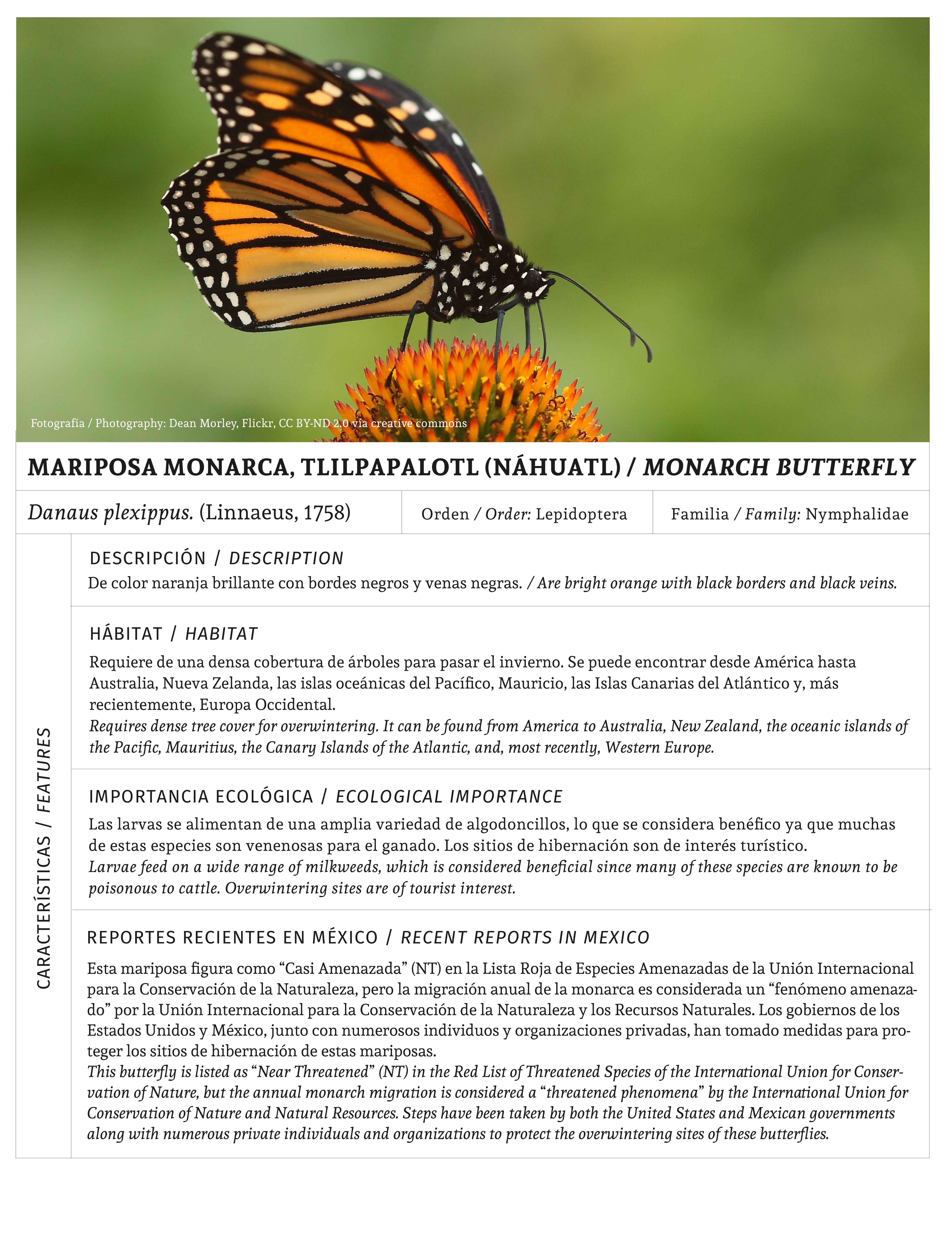 Monarch Butterfly – Revista Landuum