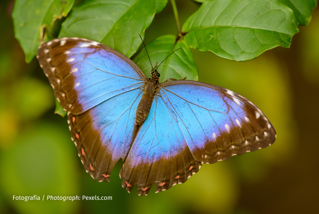 MENELAUS BLUE MORPHO Revista Landuum