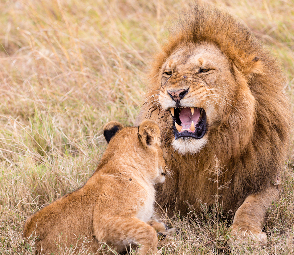 Любопытный Лев. Лев в природе фото. Два агрессивных Льва милые картинки. Лев с детенышами кричит.