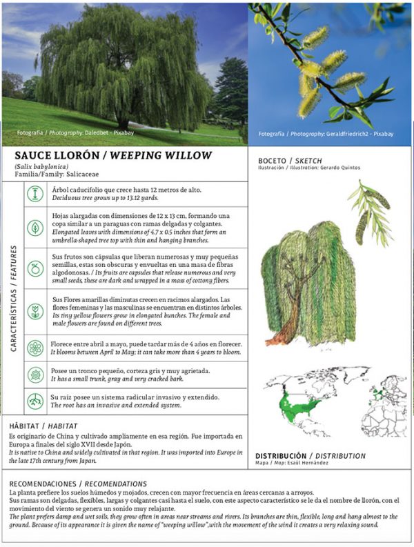 Sauce Llorón Revista Landuum