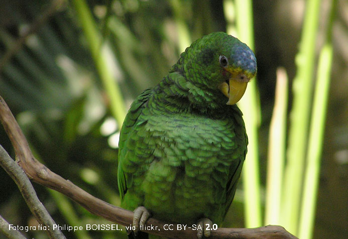 Yucatan parrot, yellow-lored parrot
