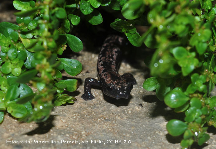 Yucatán mushroomtongue salamander