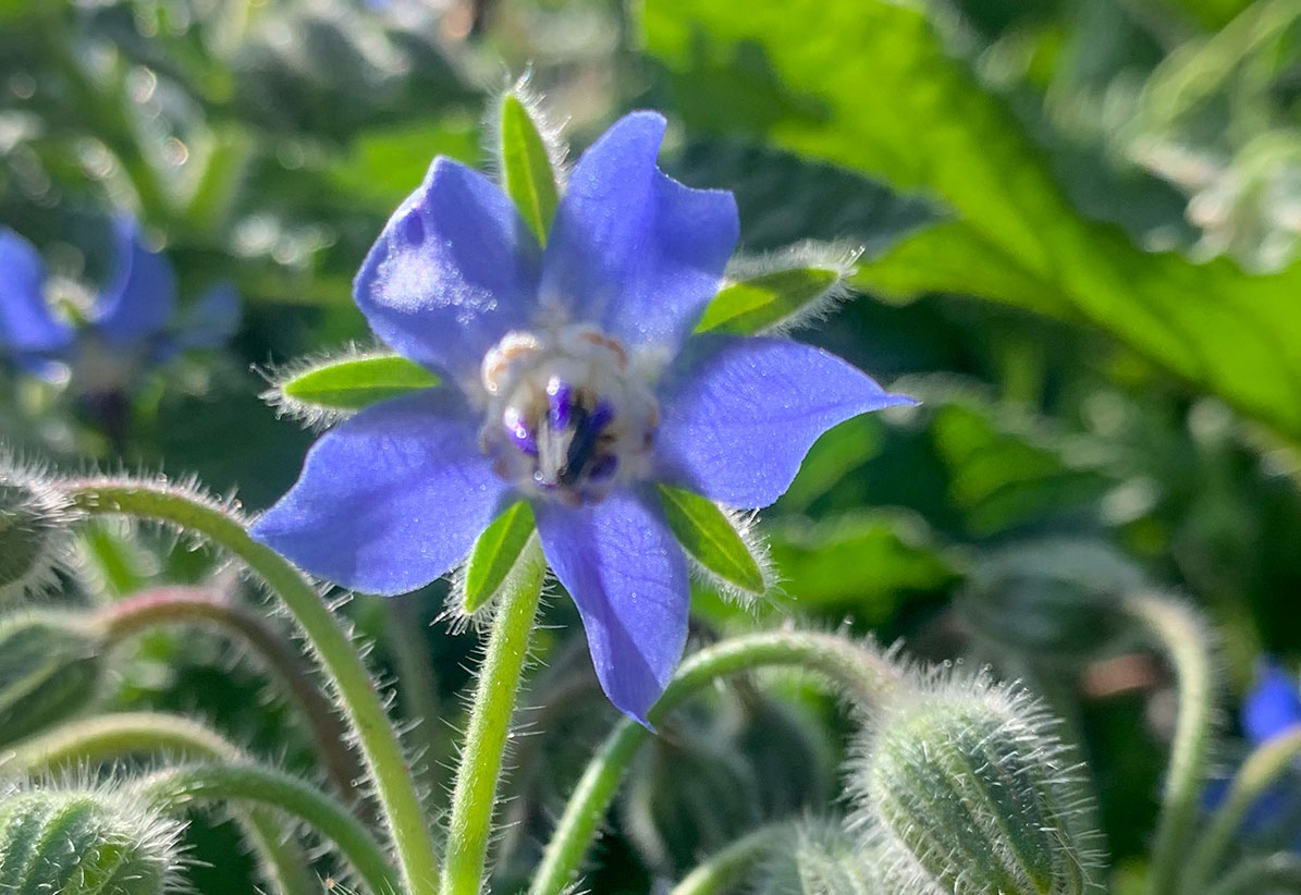 Garden Pansy and Borage