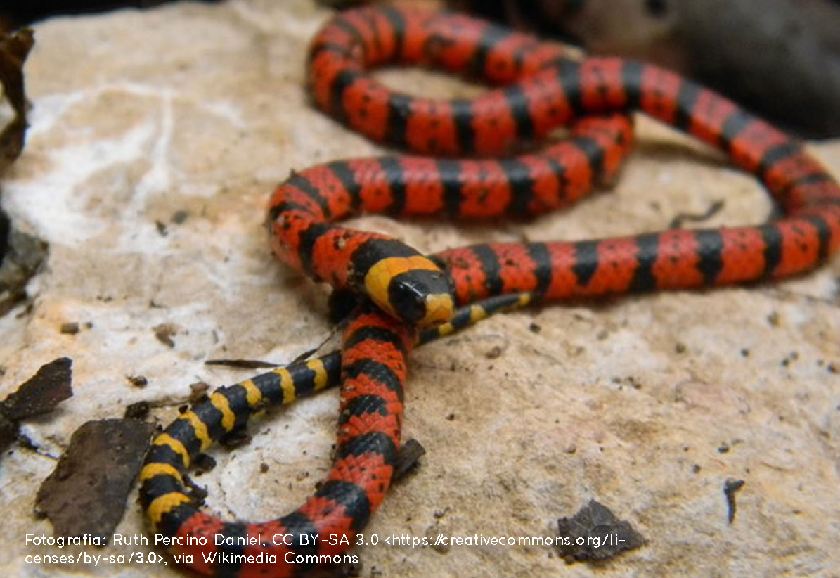 Variable coral snake