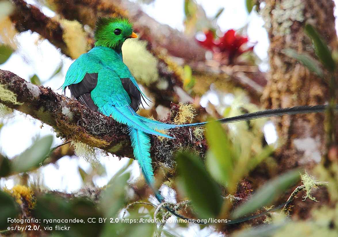 Quetzal guatemalteco o mesoamericano