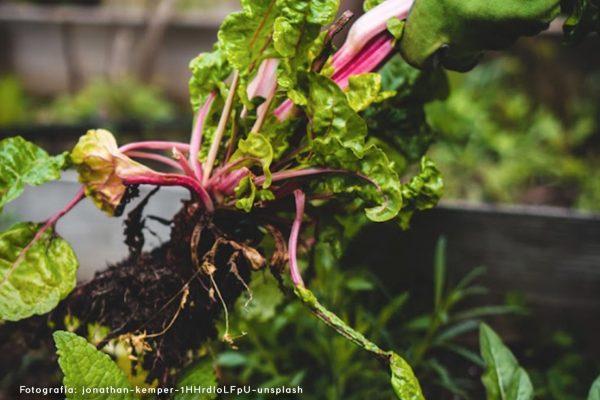 Edible plants you can grow at home