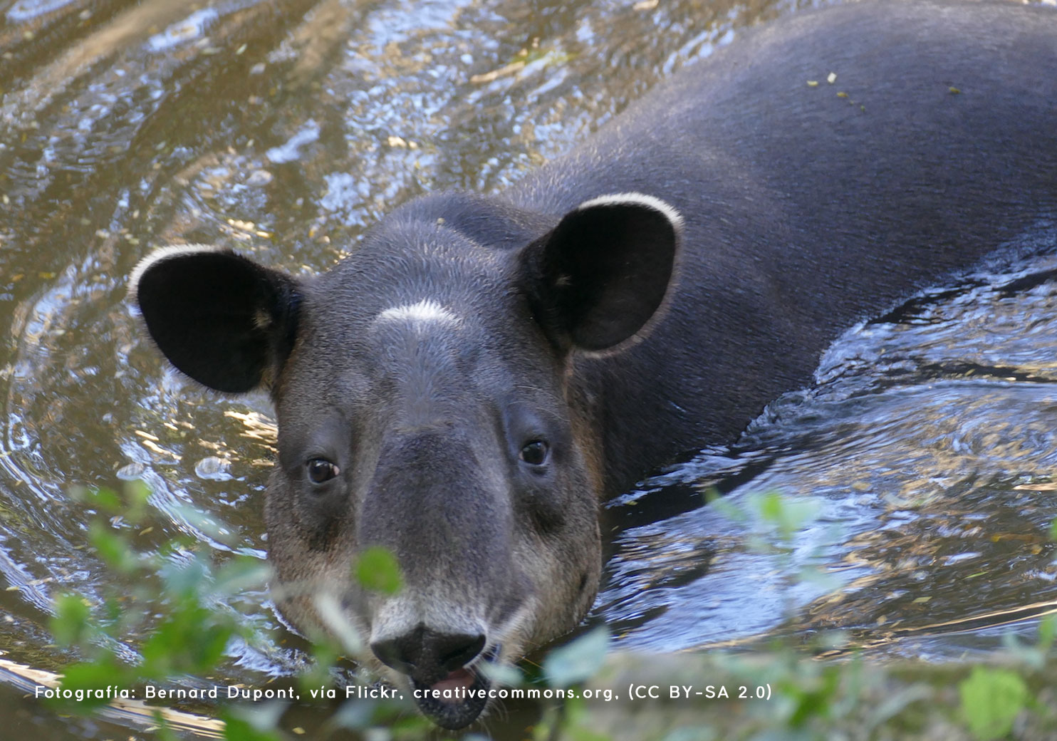 Tapir Centroamericano