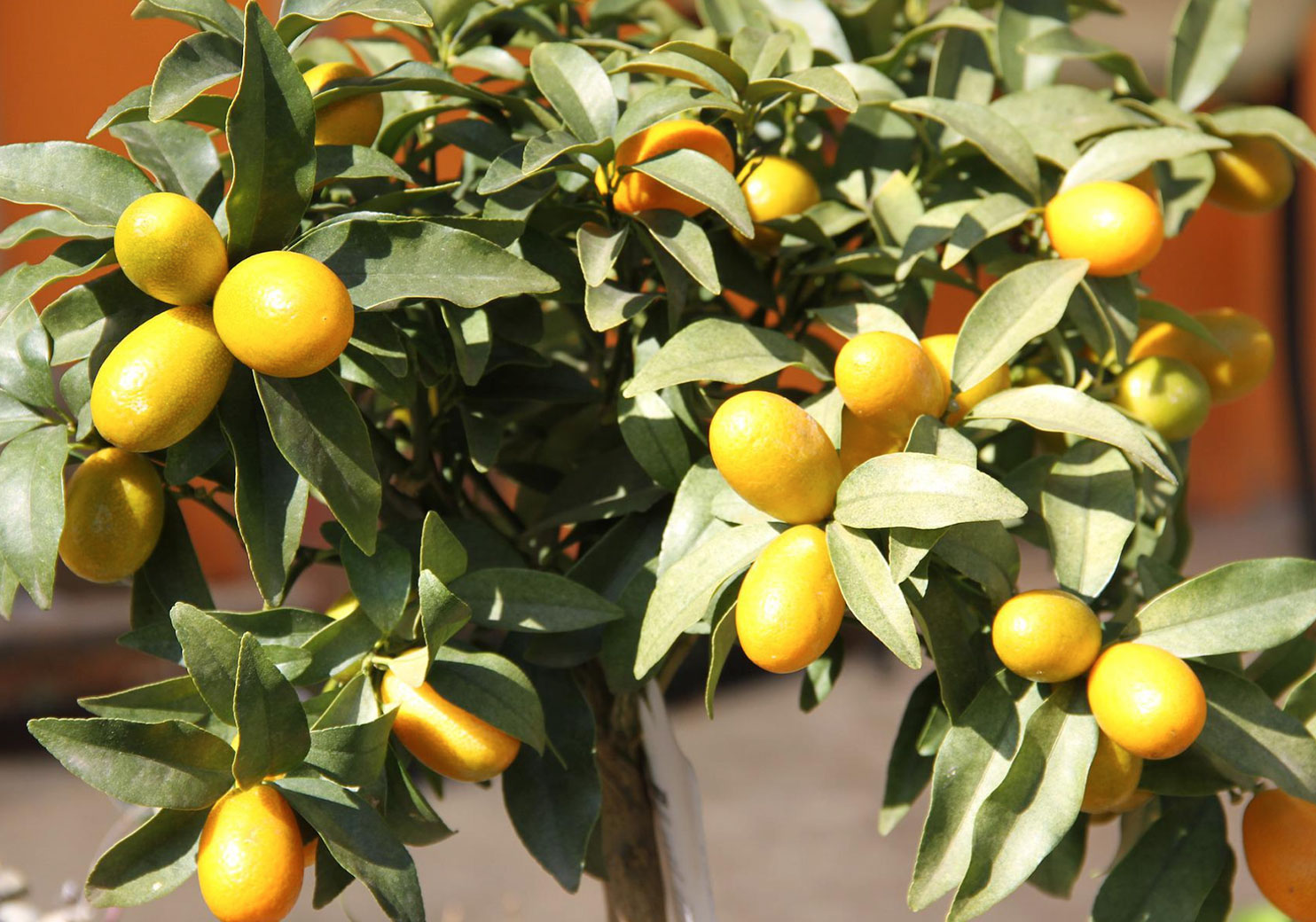 Выращивание домашнего кумквата. Кумкват. Кумкват куст или дерево. Кумкват растение росток. Кумкват в горшке.