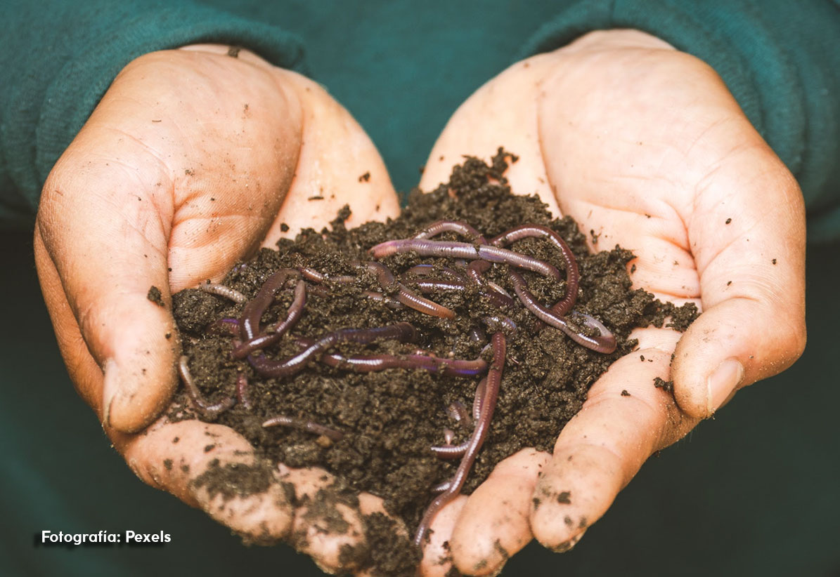 Vermicomposting at home: Let’s return to the soil what belongs to it