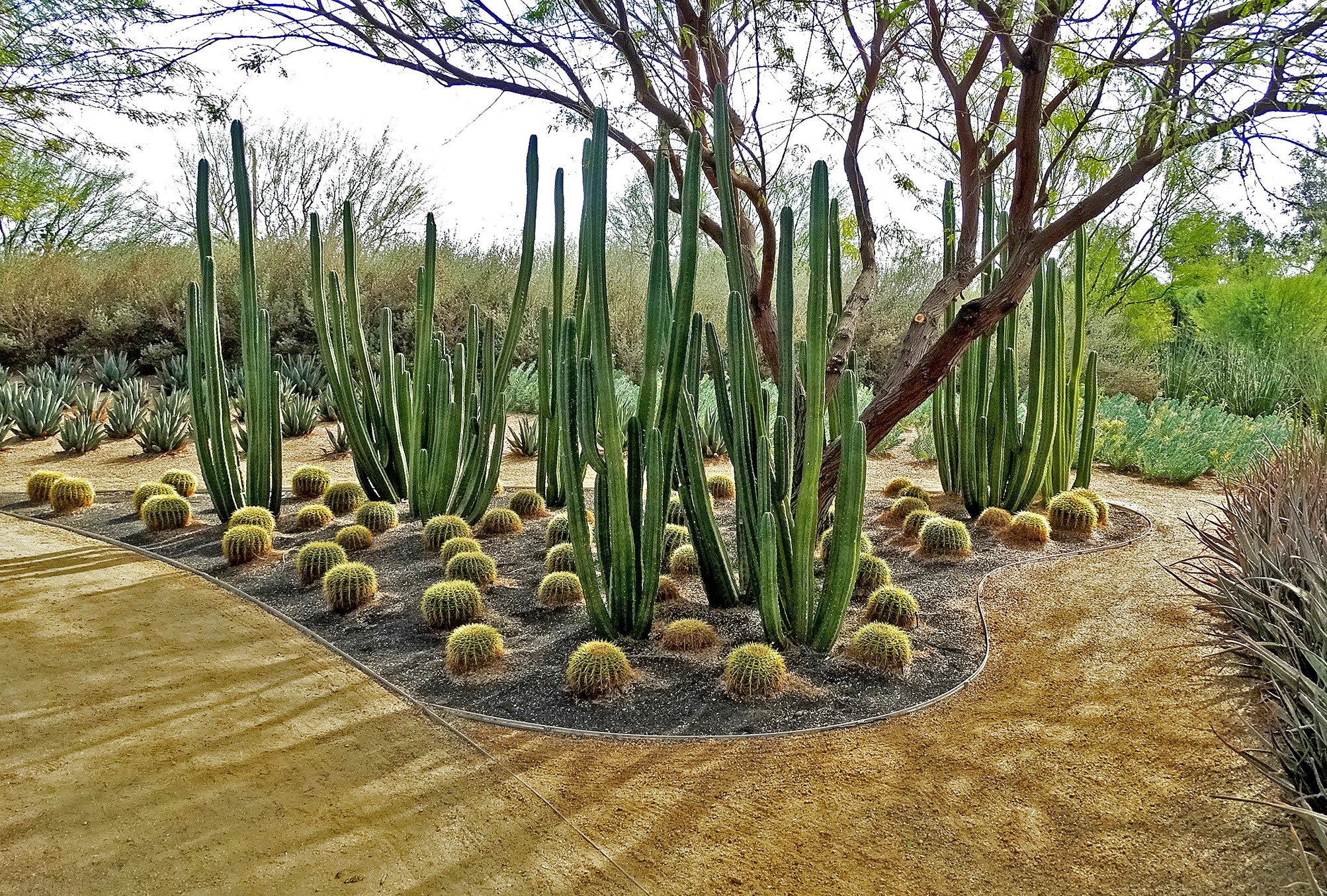 Xeriscaping. The future of landscaping in the face of climate change