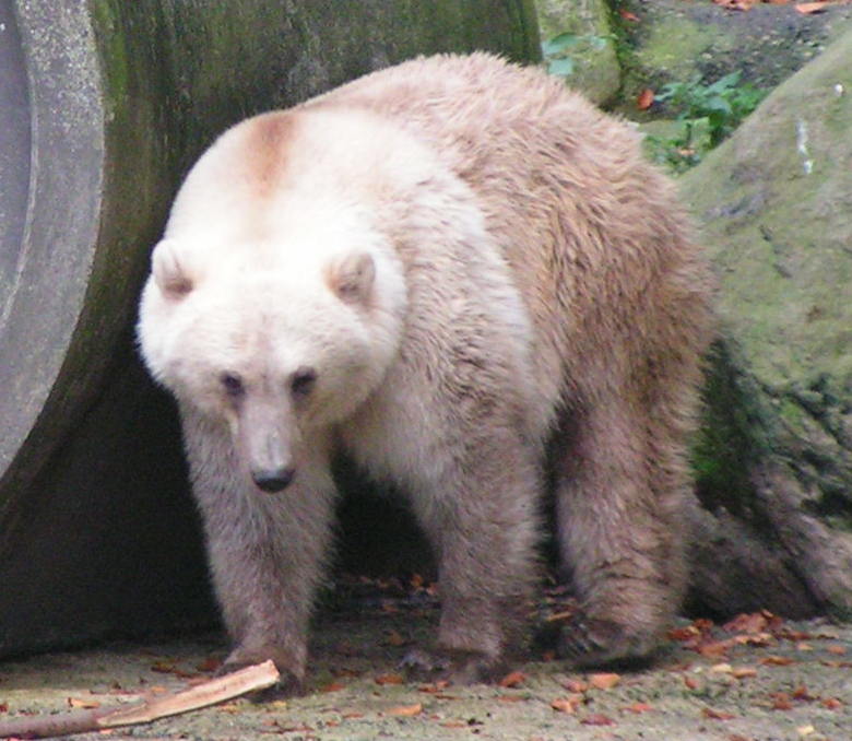 Grizzly-Polar Bear