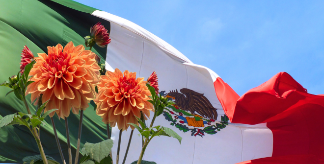 Dahlia, the representative flower of Mexico.