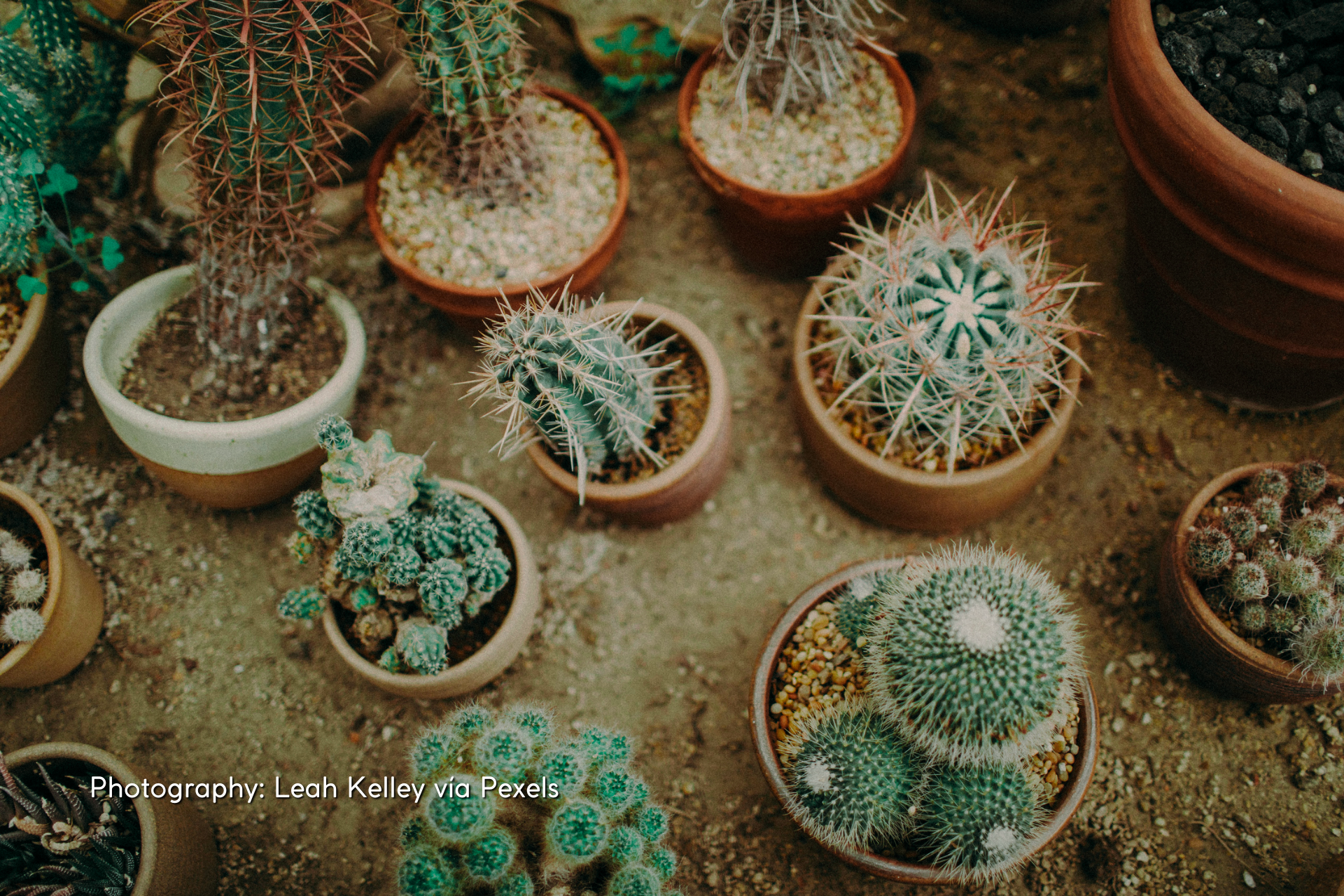 Why must cacti be your first plant?