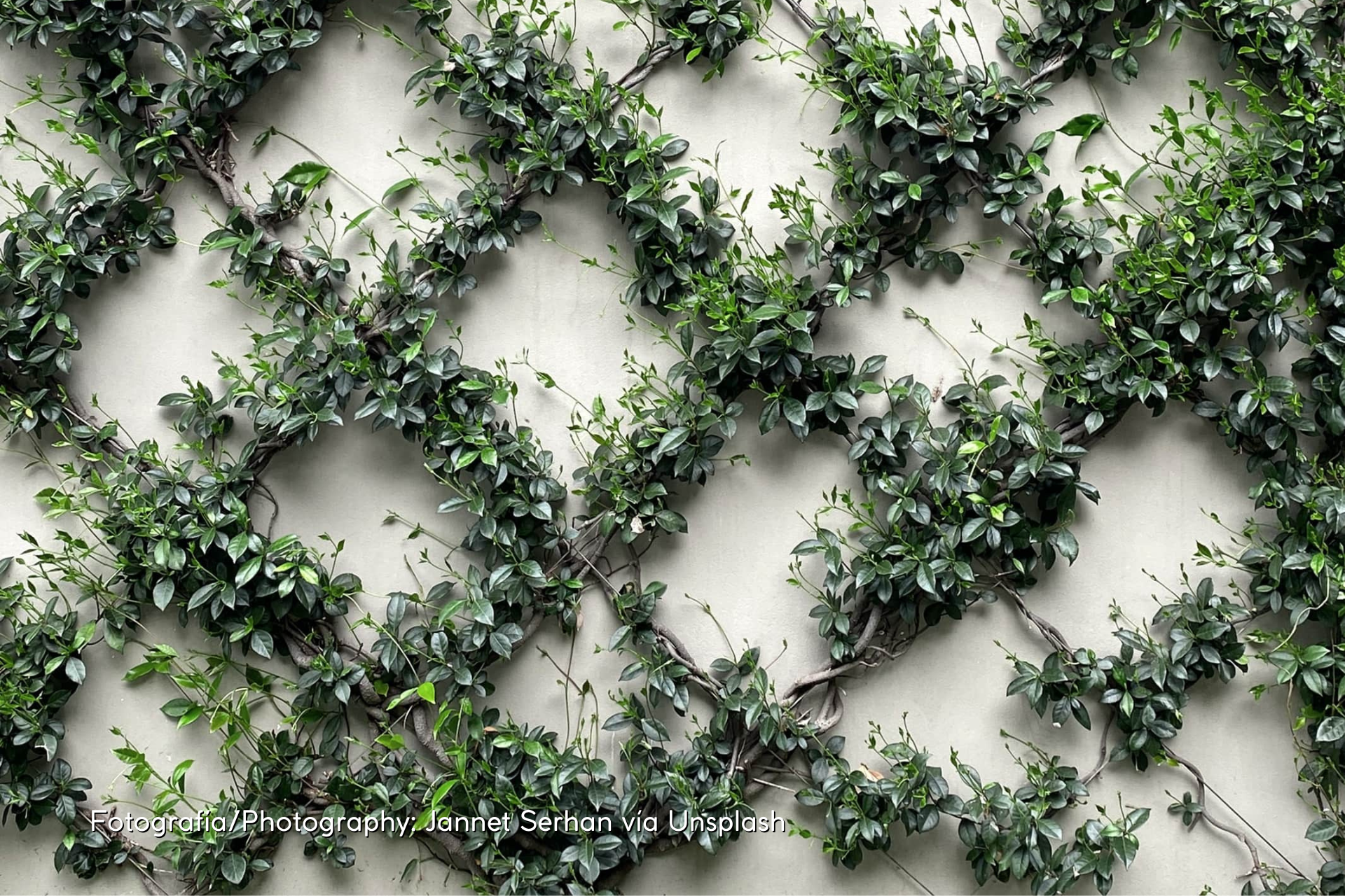 How to create a wall with climbing plants?