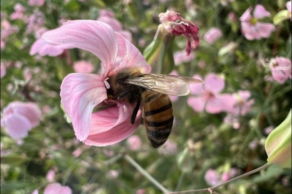 Flowering plants to attract pollinators:  Pollination syndromes