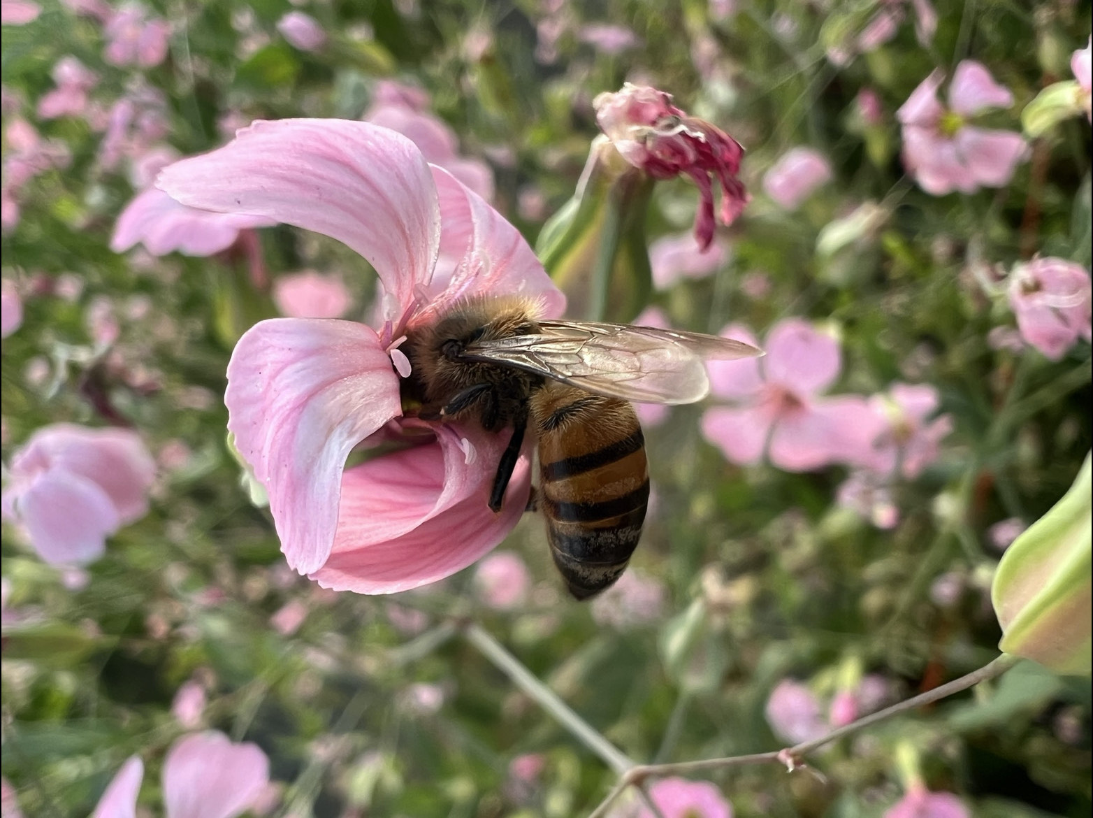 Flowering plants to attract pollinators:  Pollination syndromes