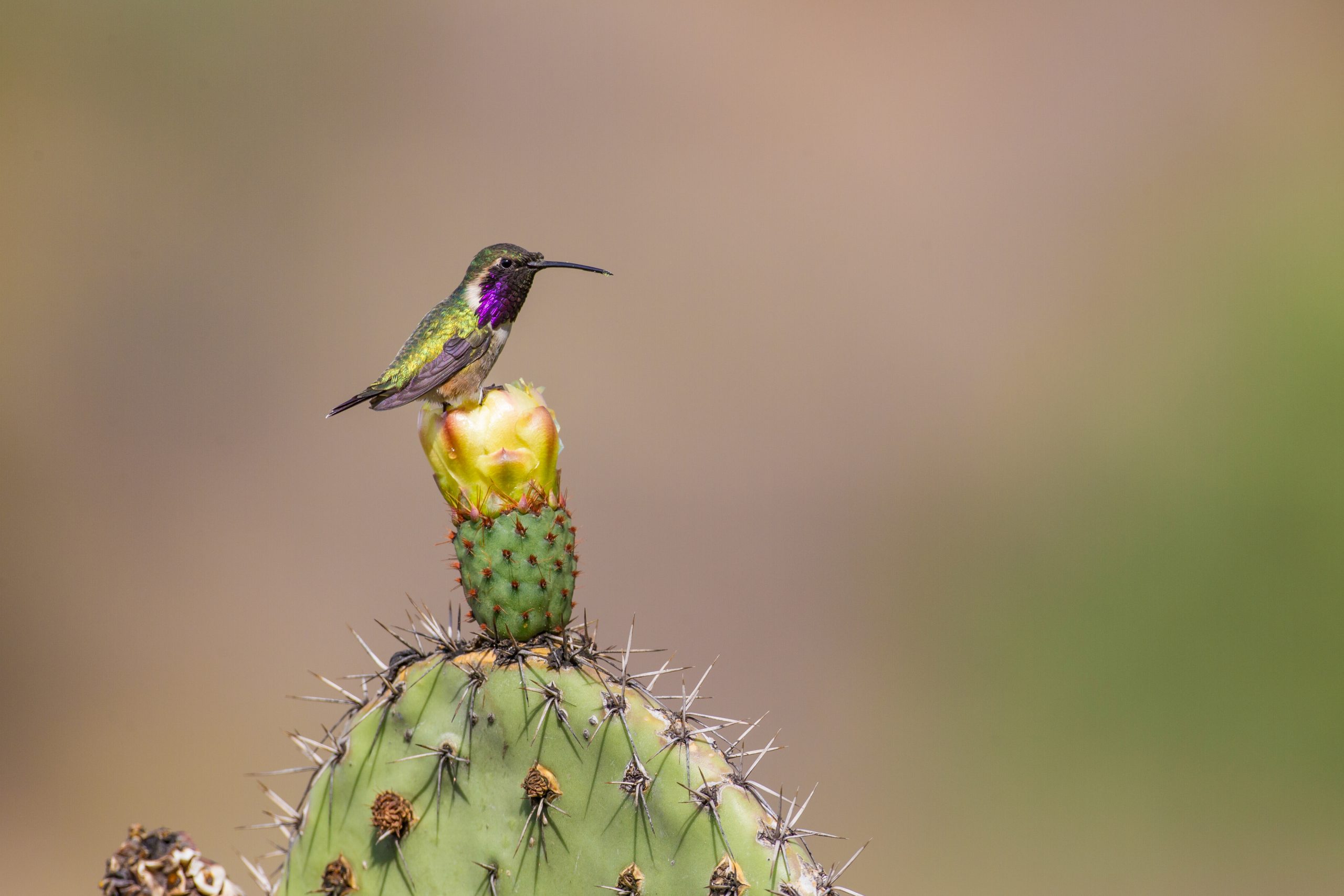Pollinator gardens: Hummingbird as a pollinating agent