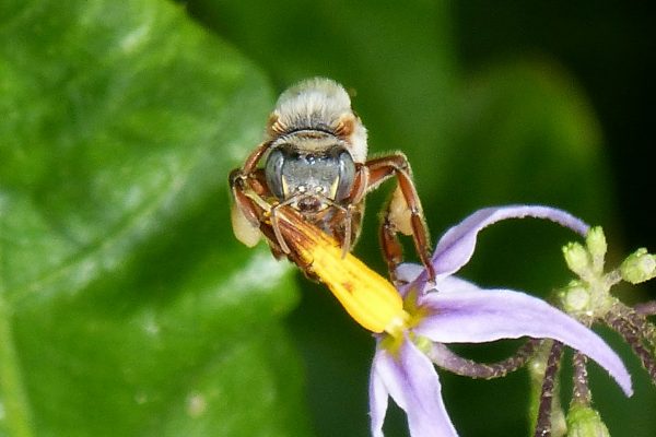 Melipona Bee