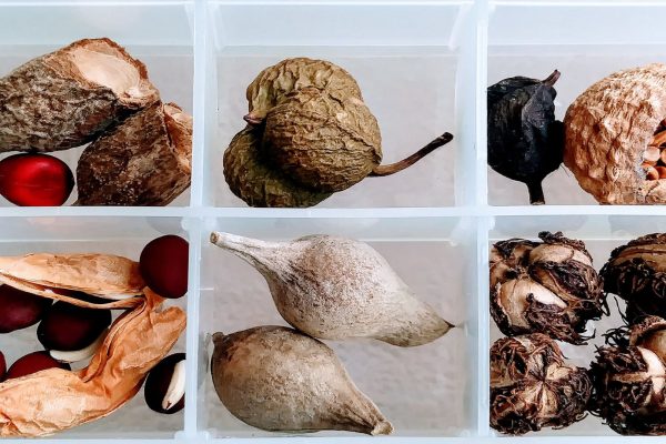 Seed Collection in the City and its Purpose