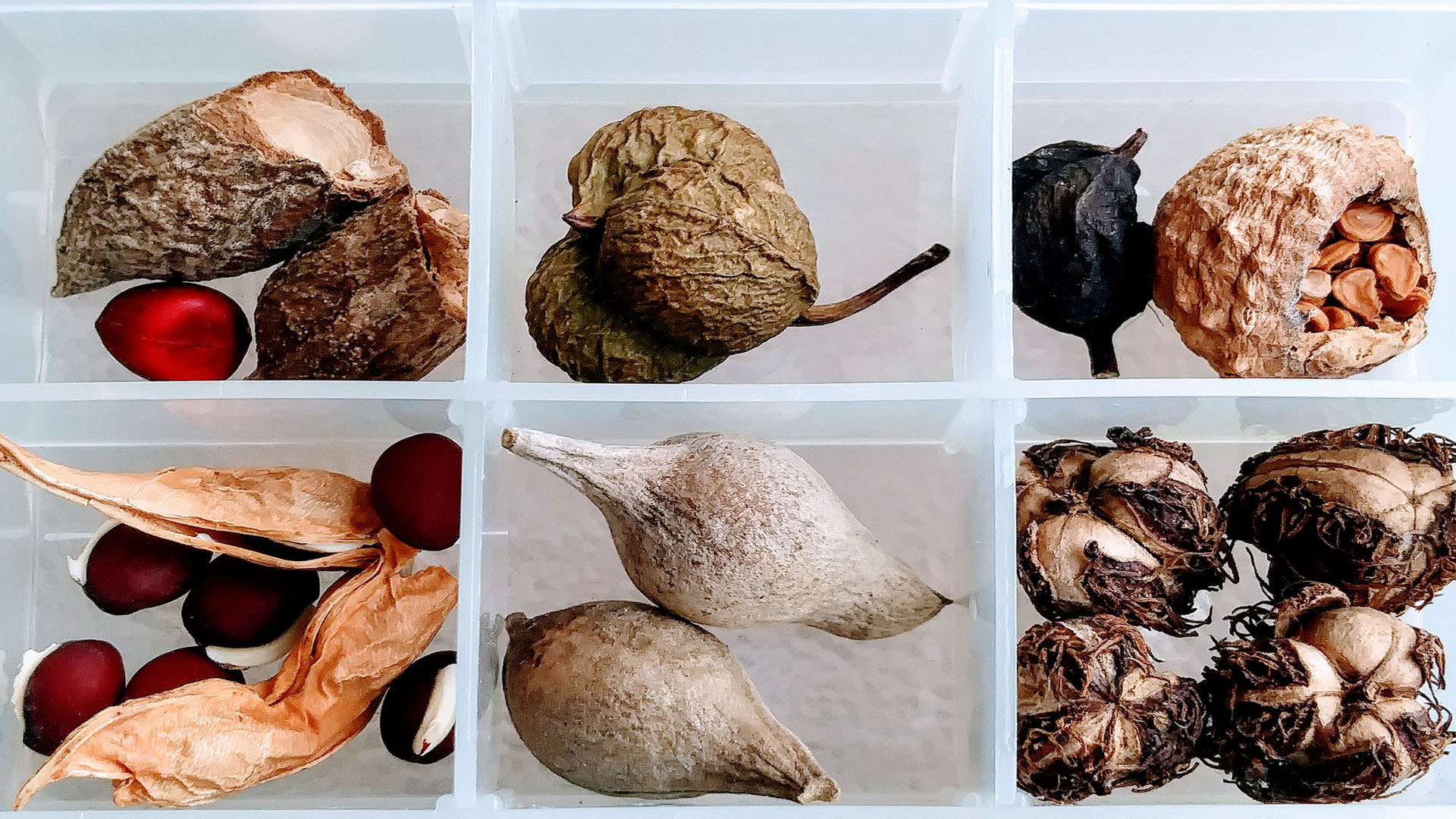 Seed Collection in the City and its Purpose