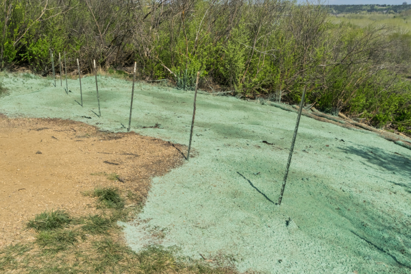 Plantas para intervención con hidrosiembra