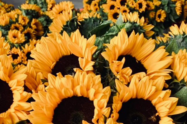 The Sunflower: a flower that always seeks the light