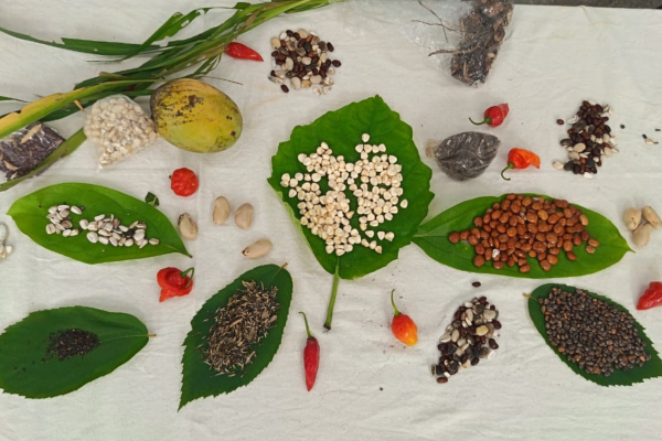 Native and creole seed exchanges: Where? and Why?