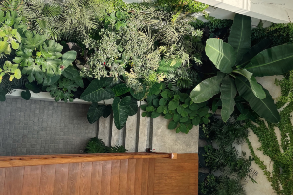 Casa Shultz: Veracruz atmospheres in Mexico City